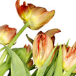 Tulip