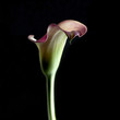 Calla lily