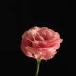 Pink rose