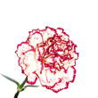 Carnation