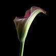 Calla lily