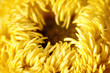 Chrysanthemum