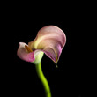 Calla lily