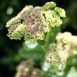 Close up of flower