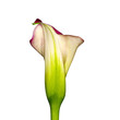 Calla lily