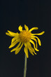 Arnika, Arnica montana