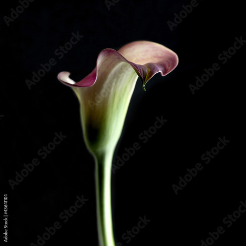 Photo: Calla lily Calla lily