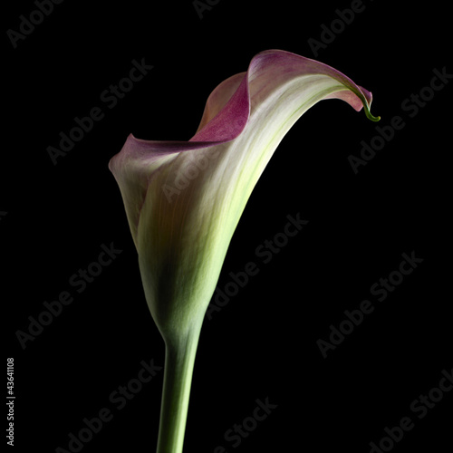 Photo: Calla lily Calla lily
