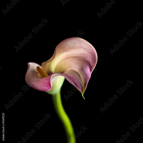 Photo: Calla lily Calla lily
