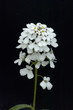 Bittere Schleifenblume, Iberis amara