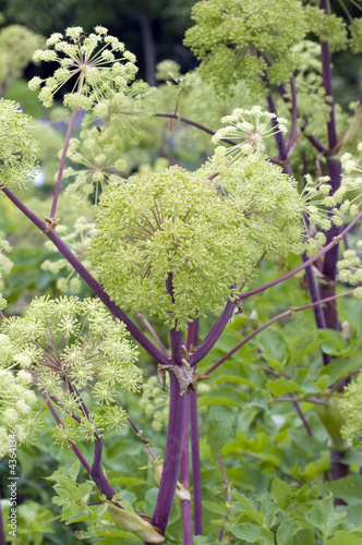 Photo: Engelwurz, Angelica Archangelica Engelwurz, Angelica Archangelica