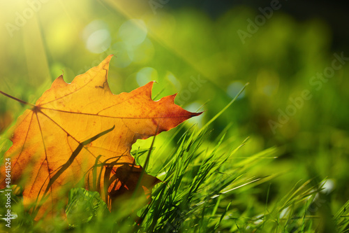 Photo: Fall leaf on green grass background Fall leaf on green grass background