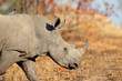 White rhinoceros