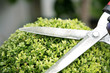 Trimming a plant with hedge clippers
