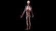 See Through Man. Brain. First and last 200 frames loop.