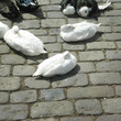 Ducks lying on the ground