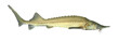 The Siberian sturgeon (Acipenser baerii).