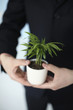 Businessman holding potted plant