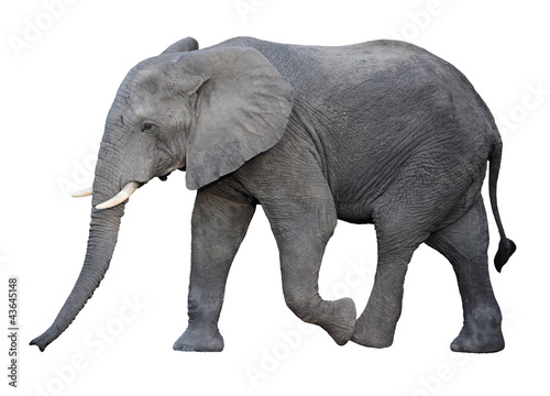 Photo: elephant elephant