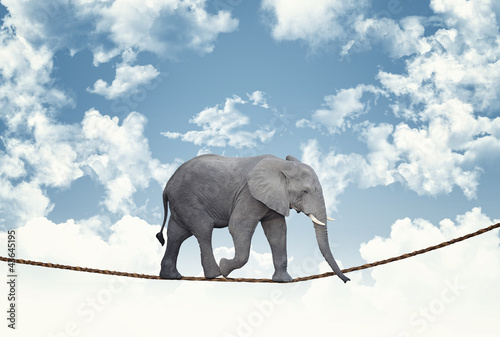 Photo: elephant on rope elephant on rope