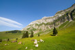Säntis - Alpstein - Alpen - Schweiz