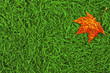 Autumnal Background
