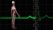 Body and ECG Trace and DNA Molecule