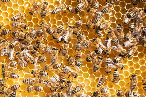 Photo: Honey bees working Honey bees working