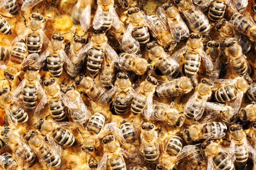Photo: Honeybees working Honeybees working
