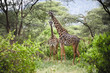Giraffenpaar