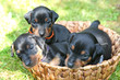 Photo: The Miniature Pinscher puppies, 1 months old The Miniature Pinscher puppies, 1 months old