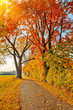 Pathway in the autumn park