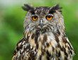 Eurasian Eagle Owl / Bubo Bubo