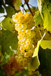 Foto: yellow grape yellow grape
