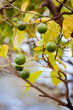 Foto: Citrons verts Citrons verts