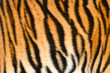 tiger skin