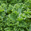 Grünkohl - Green Cabbage