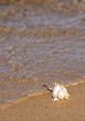 Vertical view of seashell on the sea coast