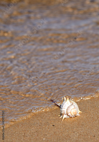 Photo: Vertical view of seashell on the sea coast Vertical view of seashell on the sea coast