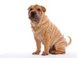 Shar Pei seitlich sitzend vor weißem Hintergrund II