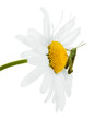 Foto: Green grasshopper on a chamomile Green grasshopper on a chamomile