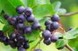 Photo: Apfelbeere - chokeberry 04 Apfelbeere - chokeberry 04