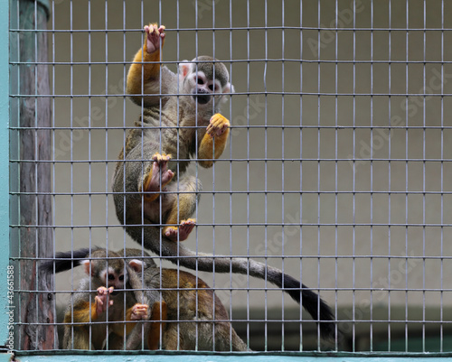 Photo: Common squirrel monkey (Saimiri sciureus) Common squirrel monkey (Saimiri sciureus)