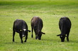 Cows in a meadow