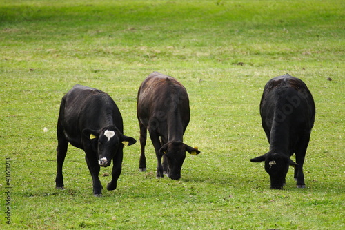 Photo: Cows in a meadow Cows in a meadow