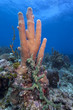 Coral gardens