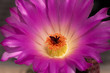 Kakteenblüte