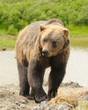 grizzly bear