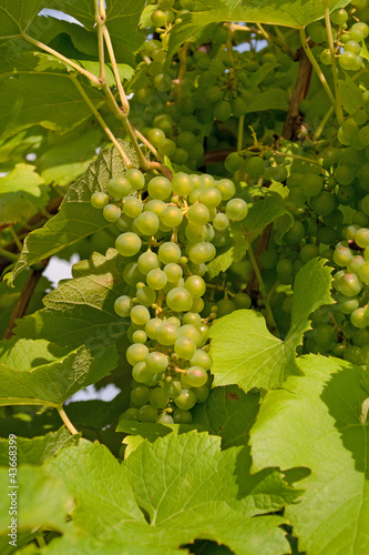 Photo: Weinbeeren Weinbeeren