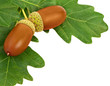 Photo: acorns with oak leafs isolated on white acorns with oak leafs isolated on white